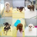 멍멍이와 야옹이 분양 미용 이미지