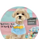 수정애견미용실 | 헬로우버디 그루밍센터 판교밸리점(판교강아지미용실/말티푸 애견미용)