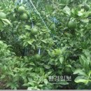 청정제주유통 이미지