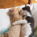 김밥이야기 이미지