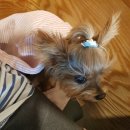 까망꿀꿀이 이미지