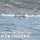 대정읍 구연청사무실 옆 | 제주돌고래힐링투어 돌고래보기 뿔소라컬러링 낚시체험까지 모두