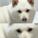 해피 네이버블로그
