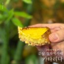 카타리나 | 분당 정자역 수제 스콘 플랑 맛집 카페 카타리나 내돈내산 후기 및 찐 강력추천