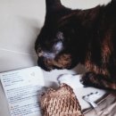 하나팜스 | 로얄비팜스 야생화꿀 후기｜선물용 추천(답례품, 집들이 선물)