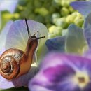 달팽이 이미지