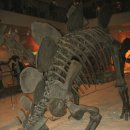 스테고사우루스-2 이미지