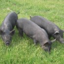 돼지사랑 이미지