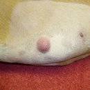 내아이 동물병원 이미지