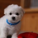 레이지포 이미지