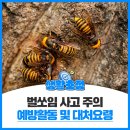 벌쏘임 사고 주의 예방활동 및 대처요령 이미지