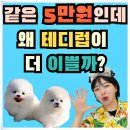 대구고양이분양테디럽 | 김포고양이분양 테디럽 맞이한 후기