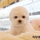 착한애견분양(원주점) 이미지