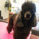 하이펫 애견샵 이미지