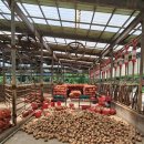 만생종 단단한 저장양파 50% 맛보기 이벤트 이미지