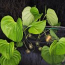 혜리농장 이미지