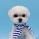 레몬이네 그루밍샵 이미지