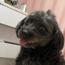 인메디칼 | 강아지기관지협착증 페노비스 인캡슐 브로멜라인 기관지영양제 솔직후기