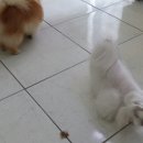 행복한 펫 살롱 이미지