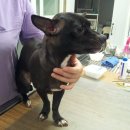 토론토 동물병원 이미지