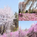 한강시민공원(가족동산 초입) | 4월에 가볼만한곳 부천 원미산 진달래동산 진달래축제