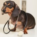 광주첨단YB동물병원 이미지