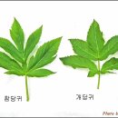 참당귀와개당귀구별법 이미지