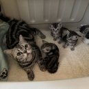 라마지샤 이미지