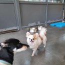 혼자두면 장판뜯어서 차린 개카페 이미지