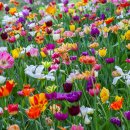 벌마들로 이미지