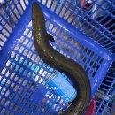 대물축산 이미지