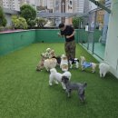 신림애견훈련 우리 아이와 함께하는 행복한 시간, 스마트독 후기