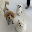 강아지 마을회관 이미지