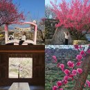 섬진강 물길 | 2026 광양매화축제 광양매화마을 3월 봄여행 가볼만한곳