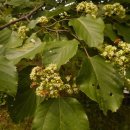 청산농원 이미지