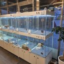 하이멍냥 강아지분양 고양이분양 서울본점 | 하이멍냥 강아지분양 고양이분양 서울본점