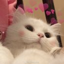 위드피아