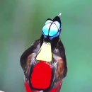 Which bird do you think is the most beautiful? 이미지