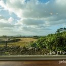 제주게스트하우스봄꽃 이미지