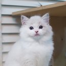 도로시캐터리 이미지