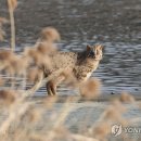 어슬렁어슬렁 이미지