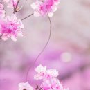 엔포니 이미지