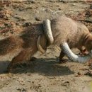 몽구스(Mongoose)