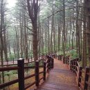 잣나무숲 이미지