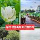 전라남도 무안군청 | 무안 연꽃축제 회산백련지 무안 여행 6월 가볼만한곳