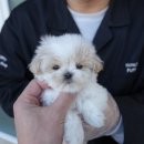 대구강아지분양 퍼피얌 이미지