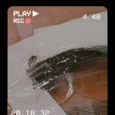 비아이앤 | [갈매동속눈썹펌 추천] 갈매 비아이앤래쉬, 눈매 맞춤 C컬 디자인 후기