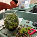 테라리움 클래스 | 신세계백화점 VIP 세라잼 테라리움 클래스 후기