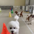 청주 애견유치원 꼬리흔들개Lucky | 청주애견유치원 우리 아이를 위한 완벽한 선택 꼬리흔들개Lucky