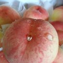 믿음농장 이미지